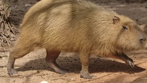 capybara marchant au ralenti pendant que l'oiseau vole