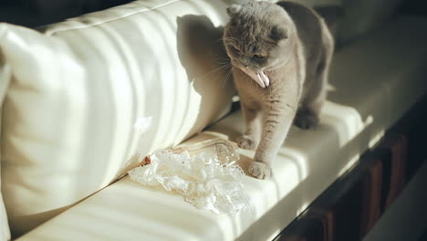Scottish Fold Cat. British Blue Cat at home. Big fat and impudent cat.