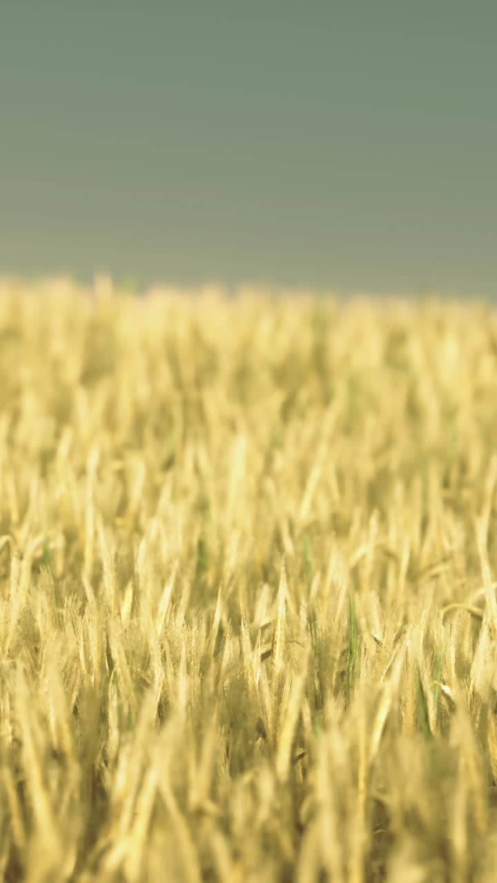 Campo di grano dorato che ondeggia dolcemente nella calda luce del sole pomeridiano