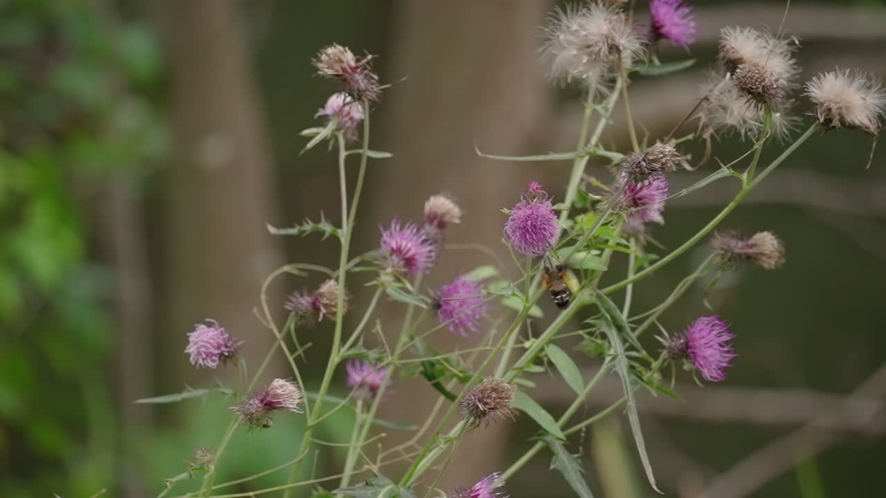 colibrí de punto quemado hawkmoth flotando y alimentándose de cardo con flor morada