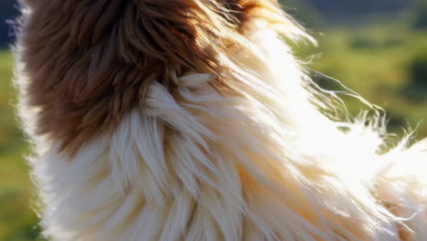close-up of llama fur