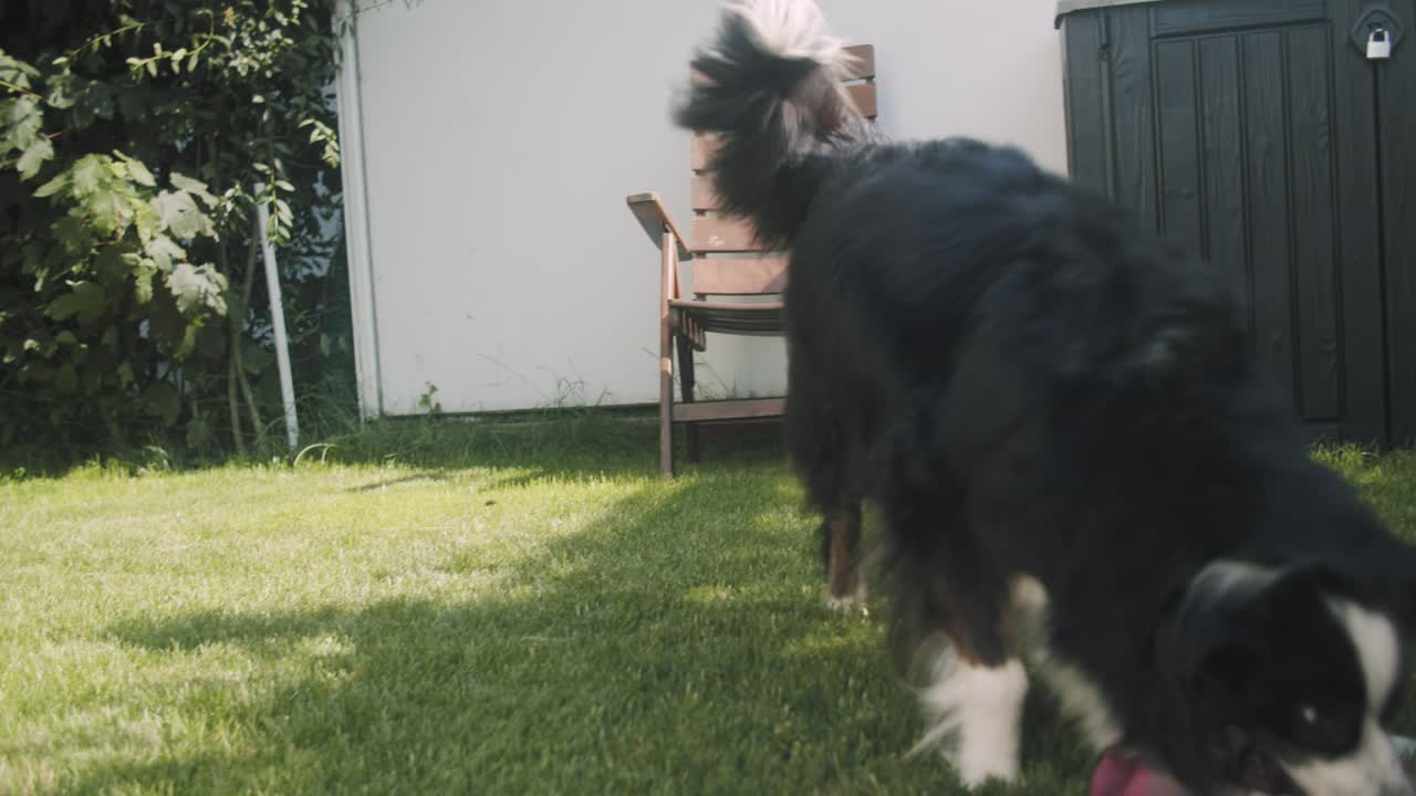 Pastore australiano che gioca con un cuscino in giardino in una giornata di sole