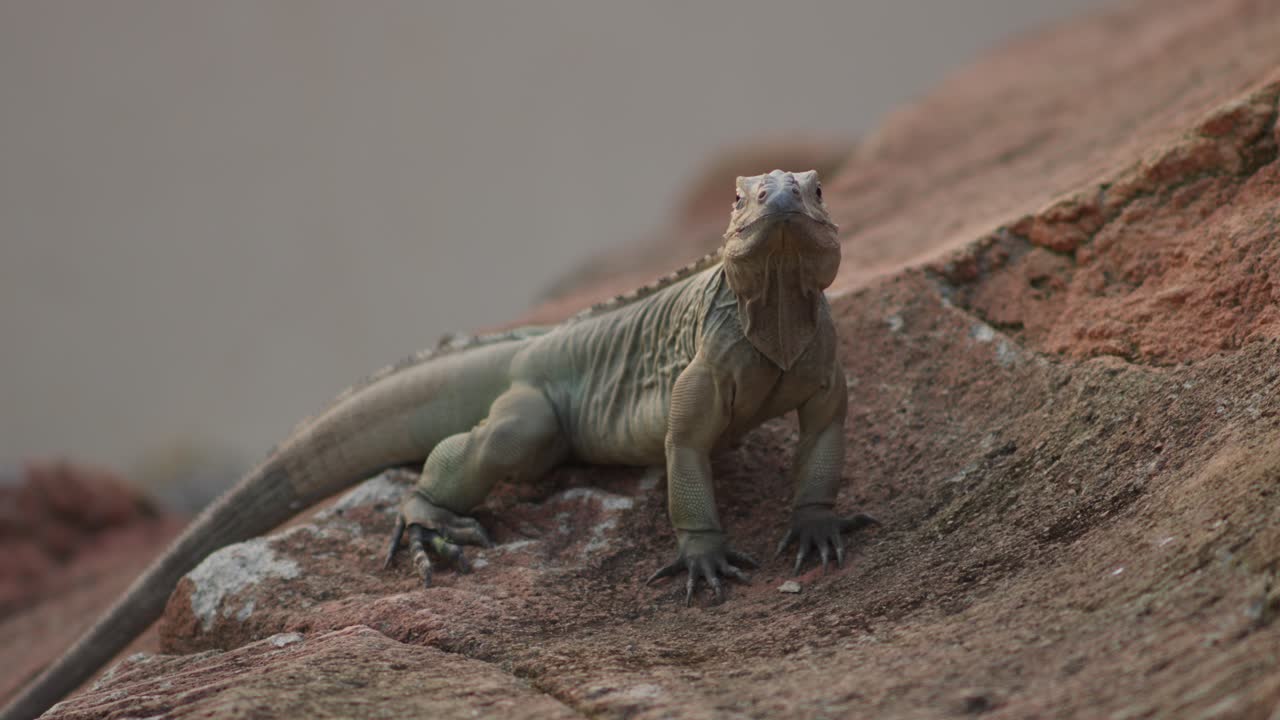 biawak o varanus salvator vista frontal de la piel seca y caída mientras se sienta en el suelo