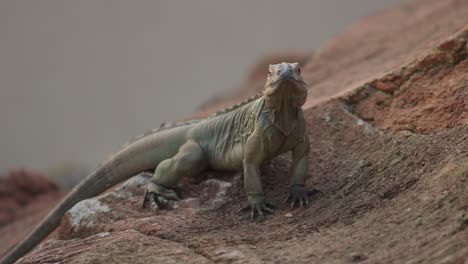 Vista-Frontal-De-Biawak-O-Varanus-Salvator-De-La-Piel-Seca-Y-Flácida-Mientras-Se-Asienta-En-El-Suelo