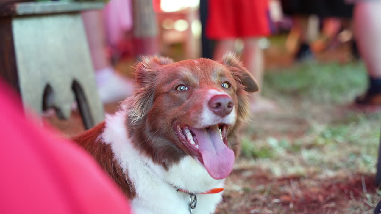 un perro acostado y descansando con la lengua fuera