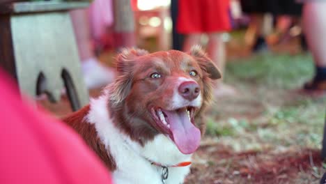 a lying and resting dog with its tongue out