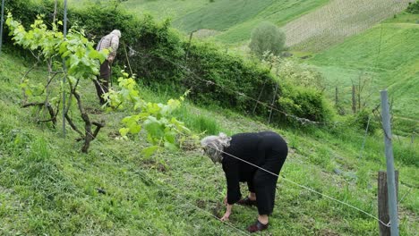 elderly winemakers hausband and wife tying grape vines on a sunny hillside, embodying sustainable viticulture in italy