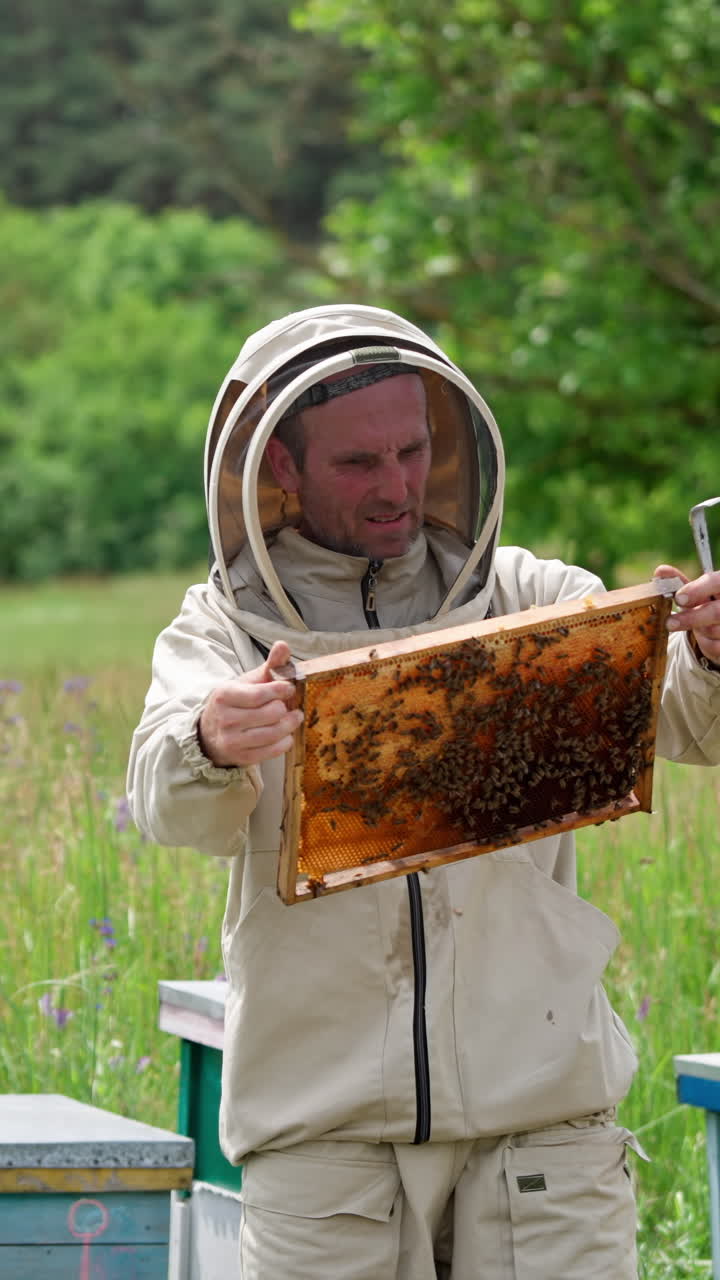 Apiculturist in protective mask examining the frame coated with bees. Beekeeper working at rural apiary with wooden hives. Vertical video