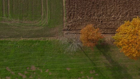 Vista-Aérea-De-Arriba-Hacia-Abajo-Del-Campo-Agrícola-Arado-Y-árboles-De-Colores-Otoñales