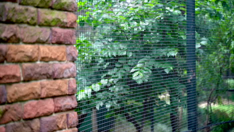 Pan-shot-of-a-wire-fence-with-stone-wall-and-plants-behind-it