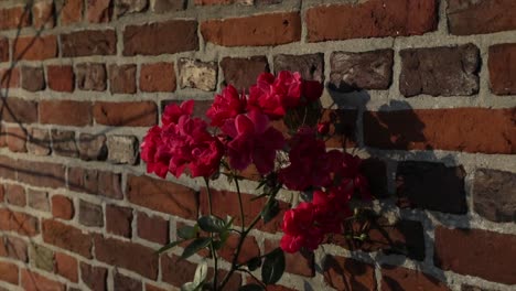 Rosas-Rojas-Moviéndose-Con-El-Viento-En-Una-Pared-De-Ladrillos