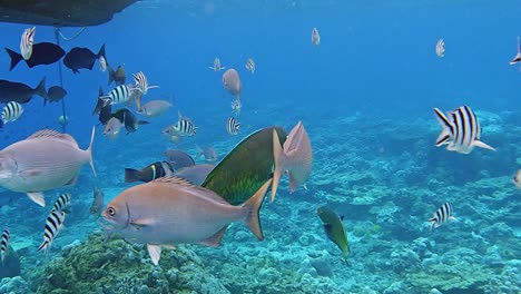 Escuela-De-Peces-Nadando-Bajo-El-Agua-Por-El-Arrecife---Tiro-Bajo-El-Agua-A-Cámara-Lenta