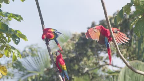 three scarlet macaw perch on branches in tambopata national reserve in peru