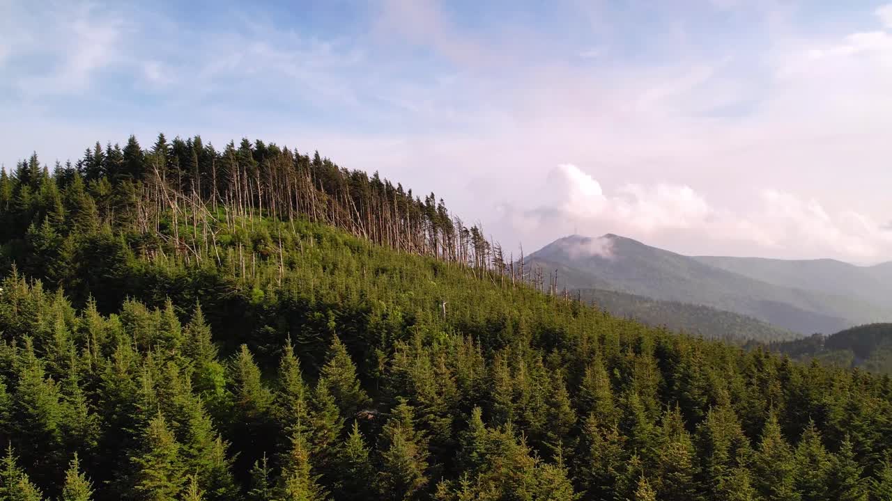 mt mitchell árboles, monte mitchell nc, coníferas de carolina del norte