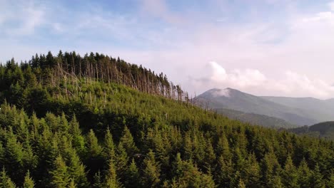 mt mitchell trees, mount mitchell nc, north carolina conifers