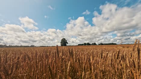 Summer-Timelapse-Moving-Clouds-Over-a-Field-of-Golden-Wheat-Before-Rain-Storm