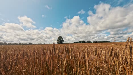 sommer-timelapse bewegt sich wolken über einem feld von goldenem weizen vor regensturm