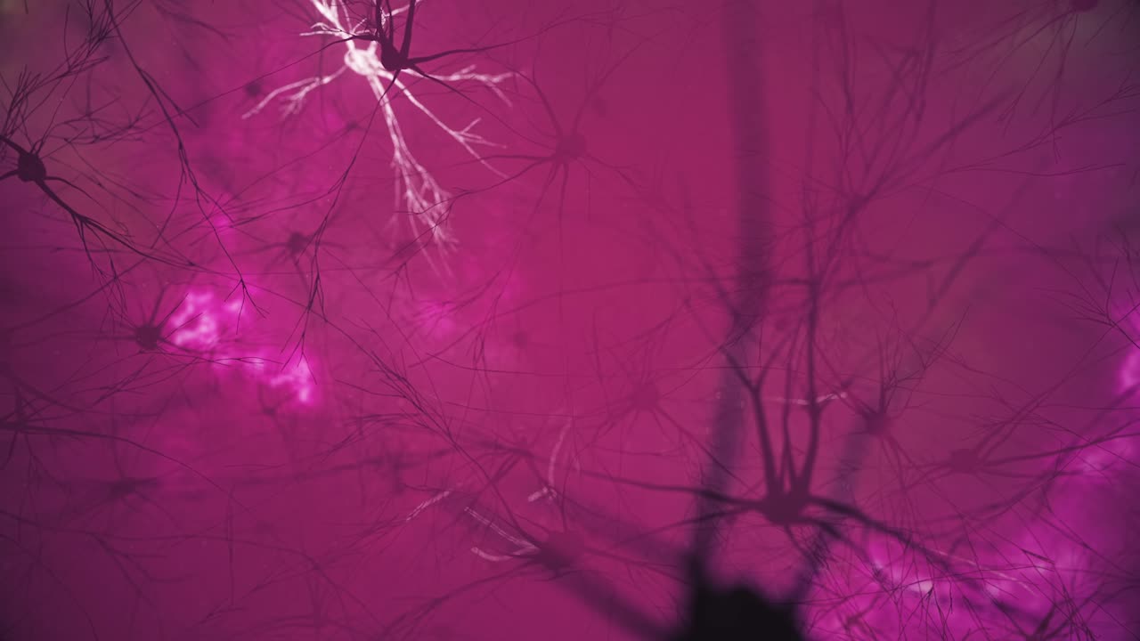 neuronas y redes neuronales