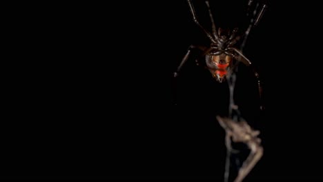 Red-back-spider-suspended-in-web,-soft-focus-exit