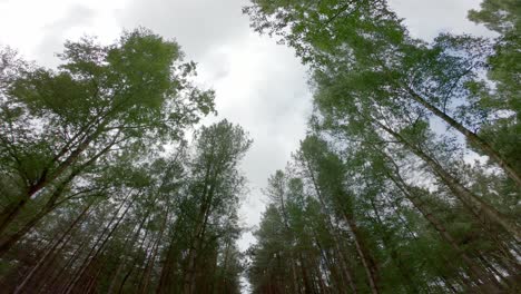 Weitwinkelaufnahmen-Des-Blätterdachs-Eines-Silberbirkenwaldes,-Der-Sich-Sanft-Im-Wind-Wiegt