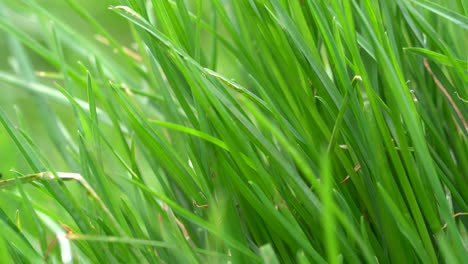 grass has grown very long and is blowing in the wind