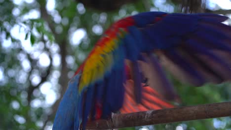 Roter-Papagei,-Der-Mit-Den-Flügeln-Schlägt.-Roter-Ara