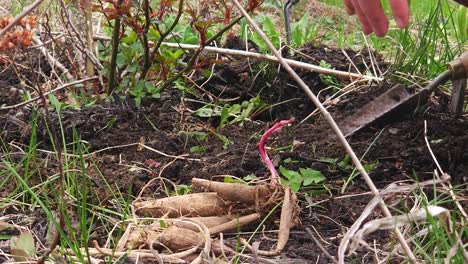 Patting-the-ground-and-digging-a-hole-in-a-garden