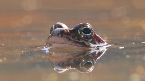 brown frog (rana temporaria) close-up in a pond.