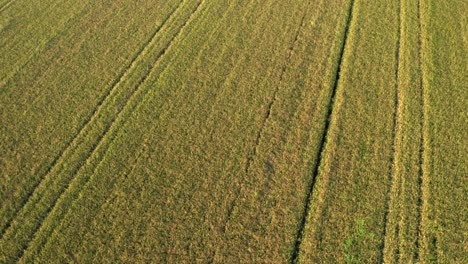 Beautiful-drone-view-of-rice-fields-North-of-Italy,Lombardy