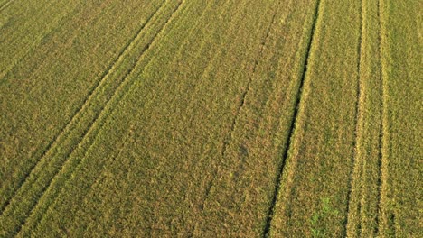beautiful drone view of rice fields north of italy,lombardy