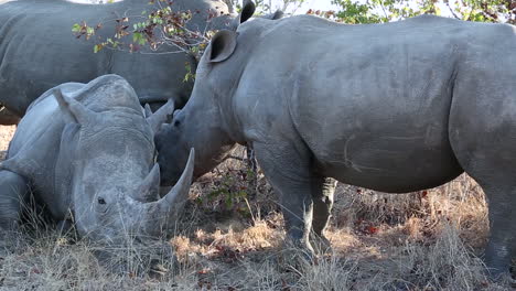 a group of white rhinos gather under the shade in africa