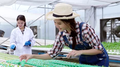 4k cámara lenta: agricultora asiática que cuida de plántulas hidropónicas que se van a plantar en la alcantarilla recibió conocimiento de expertos, los científicos ayudan a recomendar el concepto de negocio de exportación de verduras orgánicas