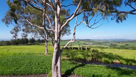 Obstacle Tree At Rural Landscape In Countryside Scenery