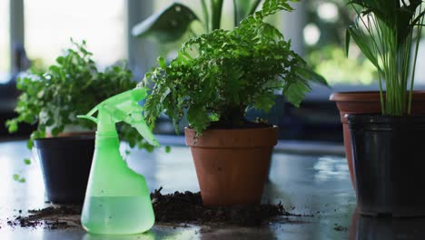 Blick-Auf-Mehrere-Pflanzentöpfe-Und-Eine-Wassersprühflasche-Auf-Dem-Tisch-Zu-Hause