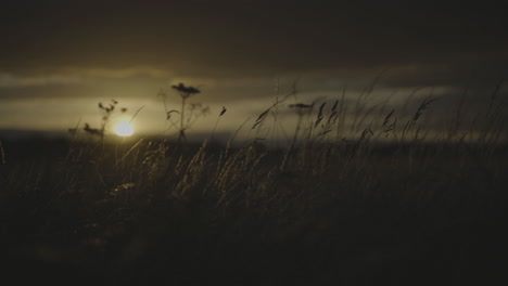 sunset through tall grass