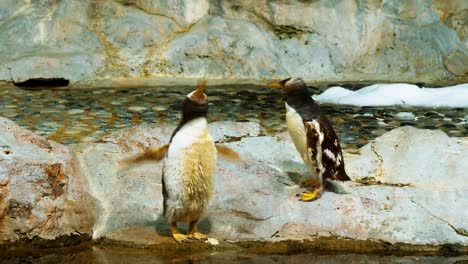 king penguin in a controlled environment at a zoo to preserve the species-1