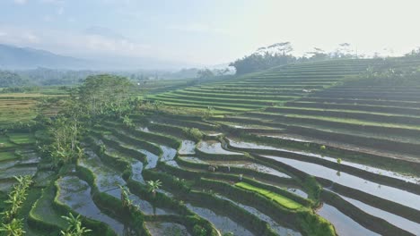 Actividad-Matutina-En-El-Campo-De-Arroz-De-Indonesia.