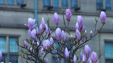 magnolia flowers in spring - nature with a building in the background 4k