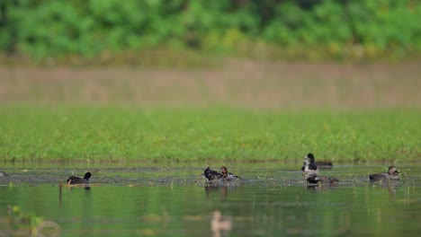 knob billed duck with drake gadwall and white eye pochard in wetland