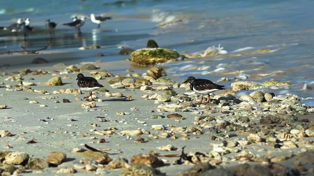 따뜻하고 화창한 여름날 멕시코 리비에라 마야에 있는 플라야 델 카르멘의 아름다운 열대 해변에서 먹이를 찾아 해변을 걷고 있는 작은 물떼새