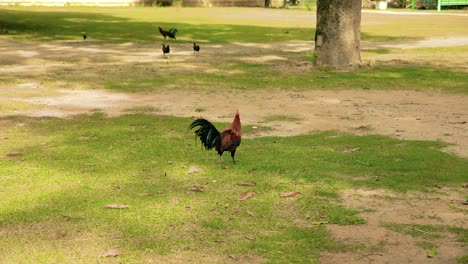 cockerel and chickens walk around the grass grounds of a temple in thailand