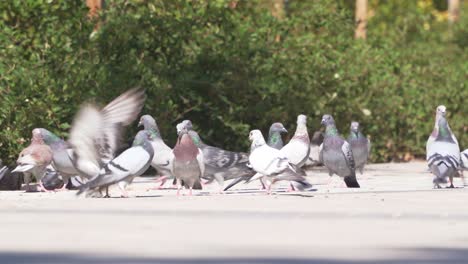 close up detail shot of flock of pigeons eating in a european city madrid during a sunny day fight for food among themselves and fly away in fear of a person