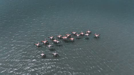 the drone is following a group of flamingos flying above a lake in curacao aerial footage 4k