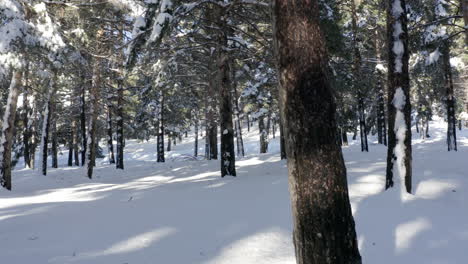 gorgeous snow laden forest with close up tree trunk and brown bark