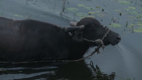 Indischer-Büffel-Läuft-In-Zeitlupe-Durch-Einen-Teich