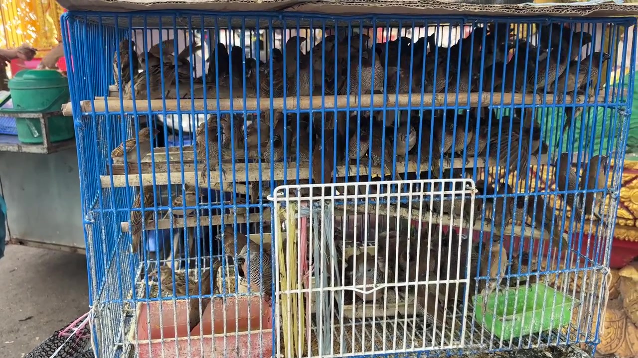 Numerosi uccelli in una gabbia blu in un mercato in Laos.
