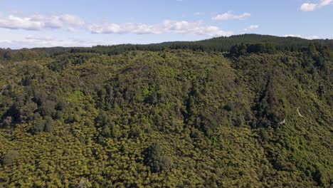 Steiler-Bewachsener-Hang-Unter-Blauem-Himmel-In-Neuseeland,-Wo-Nikau-Palmen-Auf-Einen-Dichten-Nadelwald-Treffen