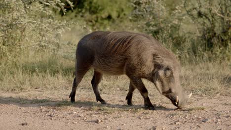 warthog wild pig looking for food on ground