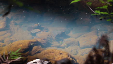 close up of clear clean stream water flowing over rocks in whangarei, new zealand