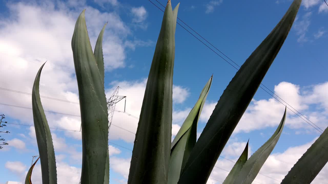 Agave Mexican plant for mescal production against blue sky